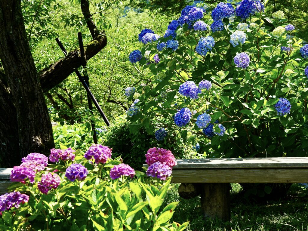 遊歩道沿いに咲き揃う、ピンクや青の紫陽花の群れ