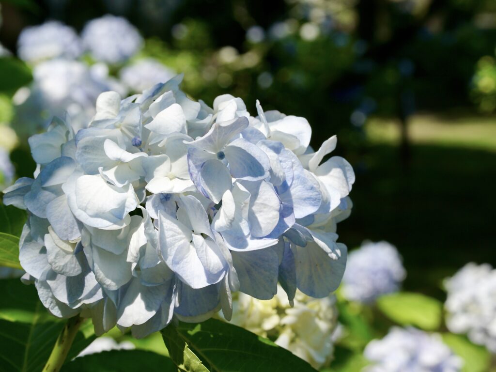 木漏れ日の中で淡く光る、白い紫陽花のアップ